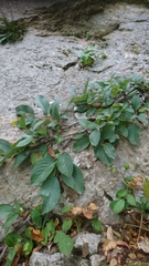 Rhamnus glaucophylla