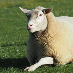 Ovis aries