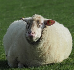 Ovis aries