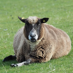 Ovis aries