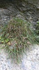 Moltkia suffruticosa