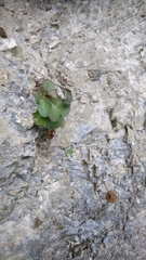 Globularia incanescens
