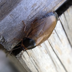 Pycnoscelus surinamensis