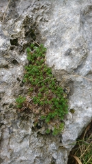 Galium palaeoitalicum