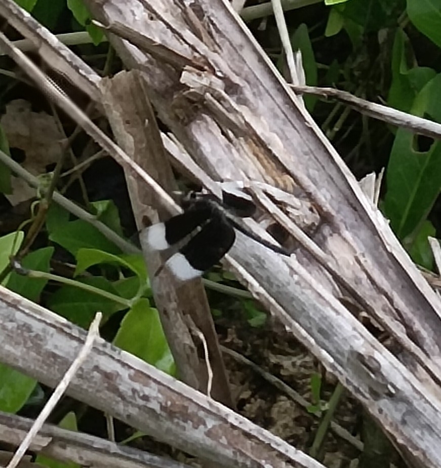 Pied Paddy Skimmer