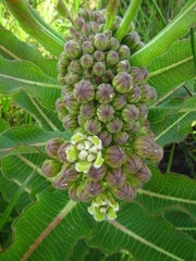 Xysmalobium undulatum