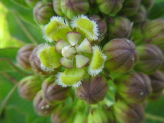 Xysmalobium undulatum