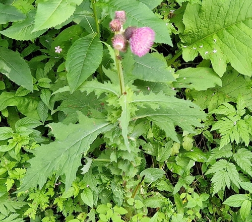 Cirsium waldsteinii, photograph 2