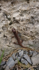 Speleomantes italicus