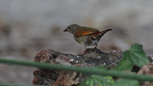 iNaturalist image