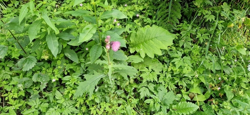 Cirsium waldsteinii, photograph 3
