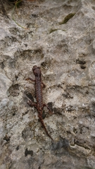 Speleomantes italicus