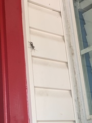 Acanthocephala declivis