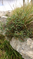 Daphne alpina