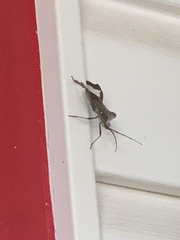 Acanthocephala declivis