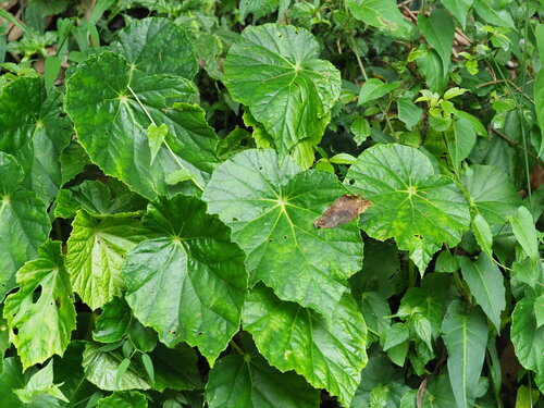 Begonia chitoensis, photograph 2