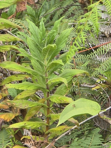 Hemichaena fruticosa (Hemichaena fruticosa)