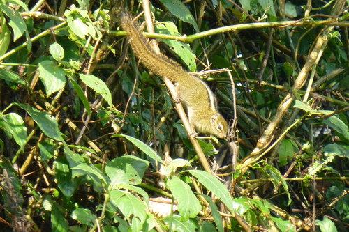 Boehm's Bush Squirrel