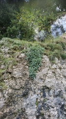 Rhamnus glaucophylla