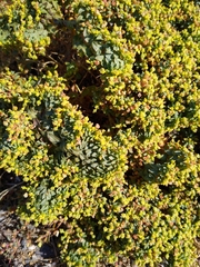 Euphorbia ocellata