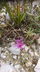 Centaurea arrigonii