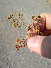 Euphorbia ocellata