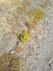 Euphorbia ocellata