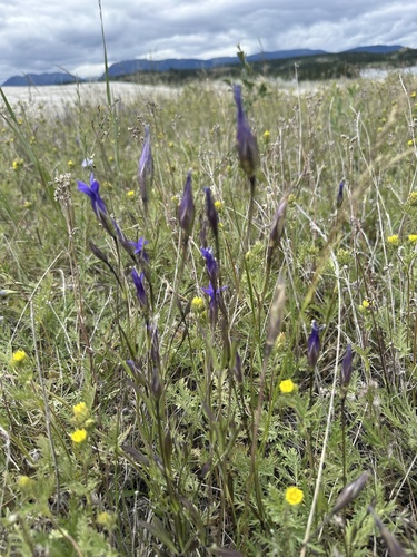 Yukon Fringed Gentian (Gentianopsis detonsa)