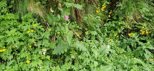 Cirsium waldsteinii, photograph 1