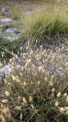 Cherleria capillacea