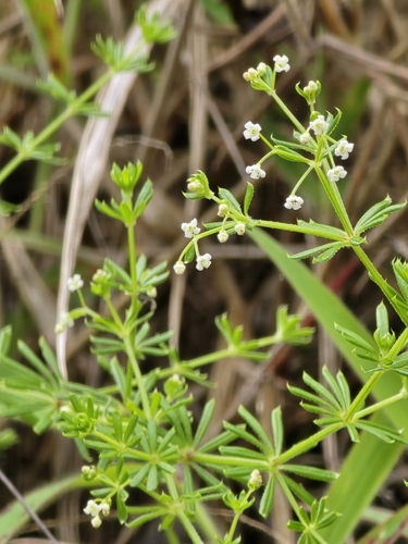 Mexican Bedstraw (Galium mexicanum)