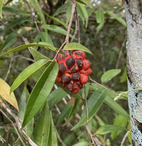 Duguetia quitarensis, 2025-07-18