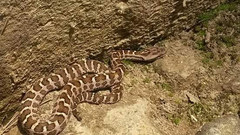 Gloydius intermedius