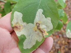 Leucanthiza dircella