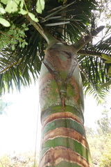 Dypsis
