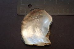 Pinctada margaritifera