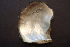 Pinctada margaritifera