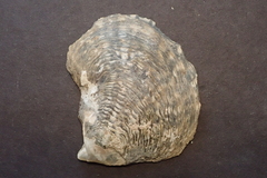Pinctada margaritifera