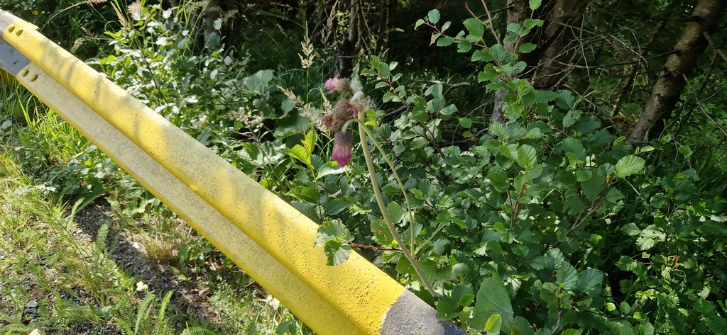 Cirsium waldsteinii; photograph (c) Jens-Christian Svenning, some rights reserved (CC BY)