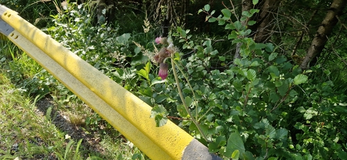 Waldstein's Thistle (Cirsium waldsteinii)