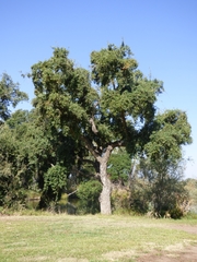 Quercus suber
