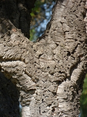 Quercus suber