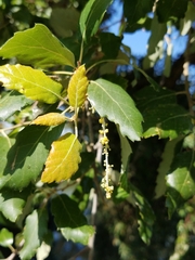 Quercus suber