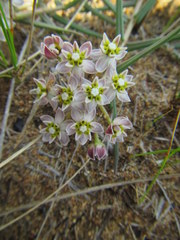 Asclepias flexuosa