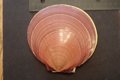Amusium pleuronectes