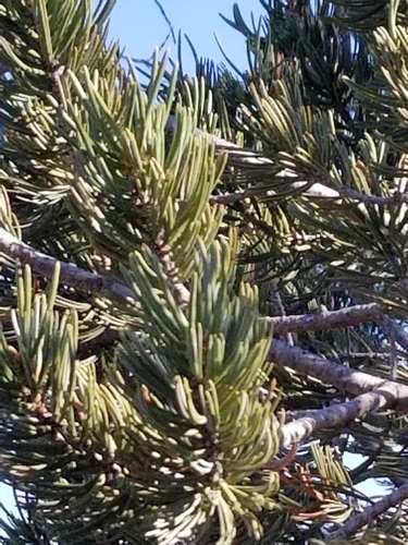 Image of Pinus quadrifolia by no rights reserved