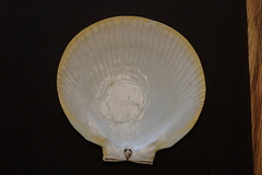 Amusium pleuronectes