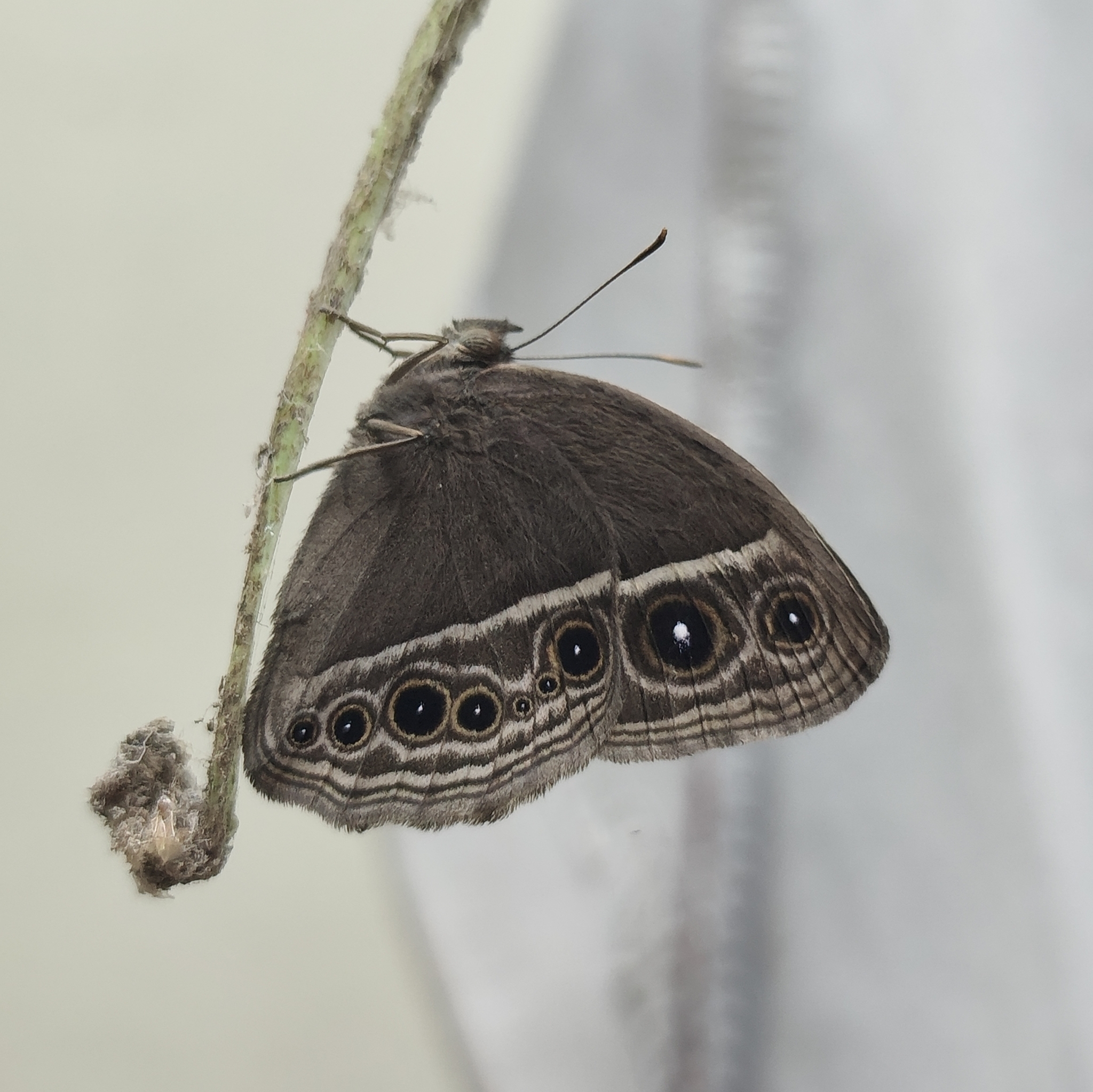 Dark-Branded Bushbrown