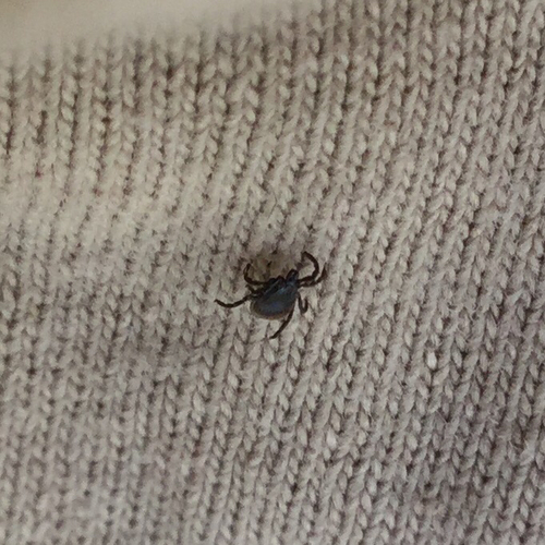 Deer tick