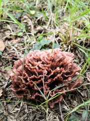 Podoscypha multizonata